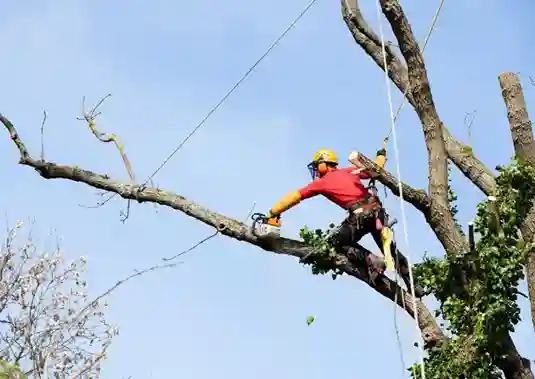 abattage-arbres-et-haies les-elagueurs-de-fontainebleau 1