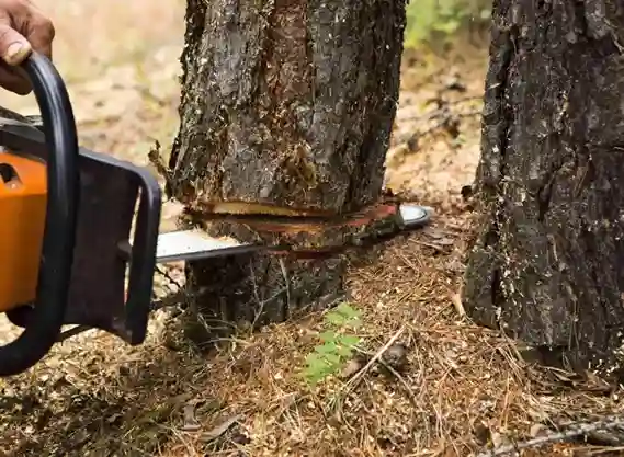 abattage-arbres-et-haies les-elagueurs-de-fontainebleau 2