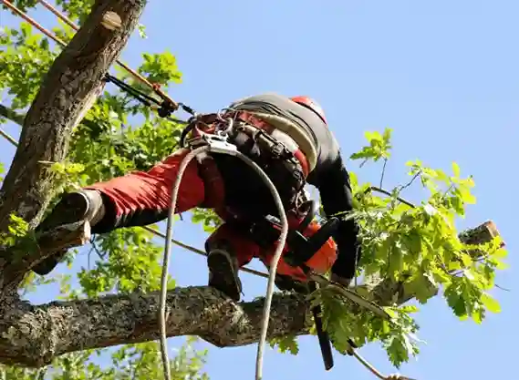 abattage-arbres-et-haies les-elagueurs-de-fontainebleau 3