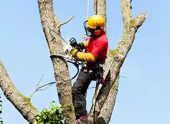 abattage-arbres-et-haies les-elagueurs-de-fontainebleau 4