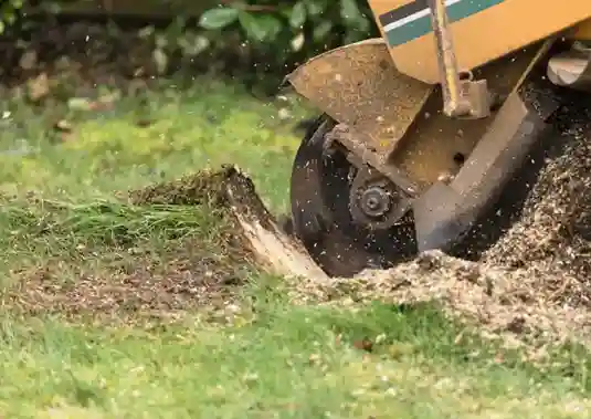 dessouchage-arbre-et-haie les-elagueurs-de-fontainebleau 1