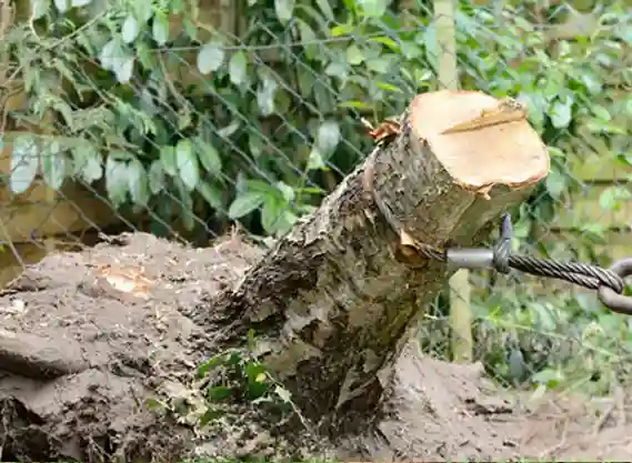 dessouchage-arbre-et-haie les-elagueurs-de-fontainebleau 2