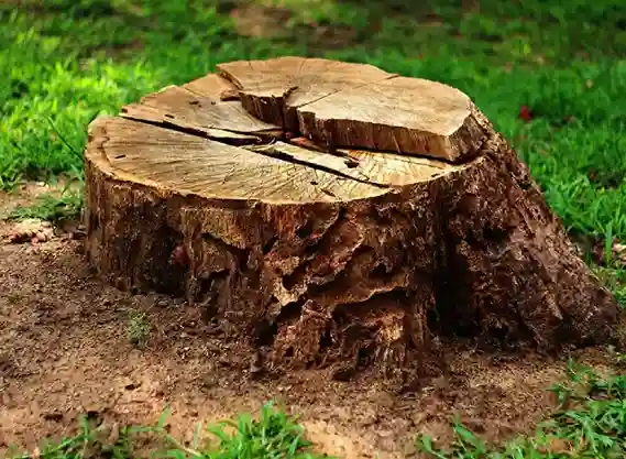 dessouchage-arbre-et-haie les-elagueurs-de-fontainebleau 3