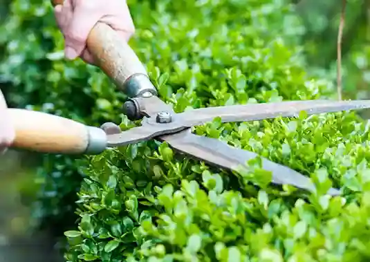 taille-de-haie-et-arbres-fruitiers les-elagueurs-de-fontainebleau 1