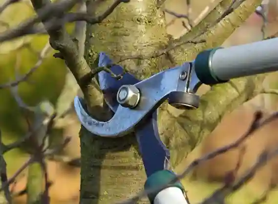 taille-de-haie-et-arbres-fruitiers les-elagueurs-de-fontainebleau 2