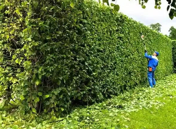 taille-de-haie-et-arbres-fruitiers les-elagueurs-de-fontainebleau 3