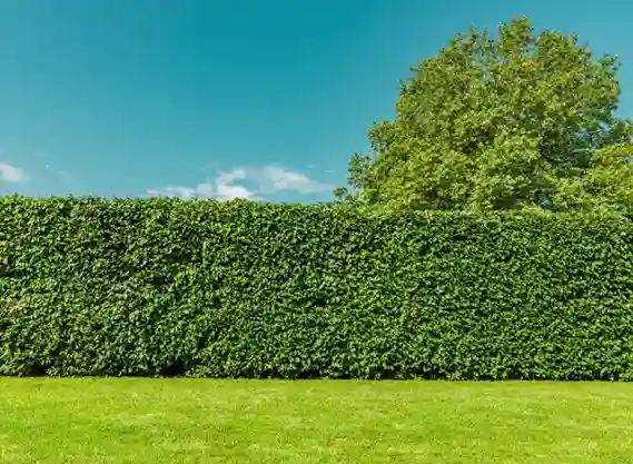 taille-de-haie-et-arbres-fruitiers les-elagueurs-de-fontainebleau 4